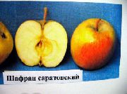 Шафран саратовский.  сорт яблони