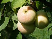 Память Исаева  сорт яблони