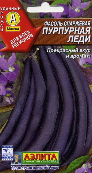 фасоль Пурпурная леди фото раннеспелая сорт, выращивание, посадка и уход, рассада, купить Пурпурная леди семена
