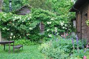 Гортензия черешковая  садовые цветы