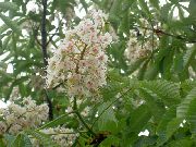      ,   , , ,   ,  Aesculus hippocastanum  