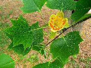 Лириодендрон тюльпанный (Тюльпанное дерево) садовые цветы