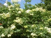Сирень амурская (Трескун амурский) садовые цветы