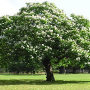     ,   , , ,   ,  Catalpa bignonioides 