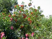Каллистемон (Краснотычинник) садовые цветы