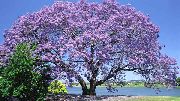     ( ),   , , ,   ,  Paulownia tomentosa 