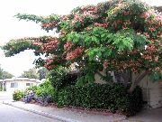 Альбиция (Шелковое дерево, Шелковая акация) садовые цветы