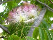     ( ,  ),   , , ,   ,  Albizia julibrissin, Mimosa julibrissin 