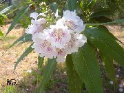 Хилокатальпа ташкентская садовые цветы