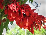 Эритрина петушиный гребень (Коралловое дерево) садовые цветы