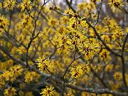 Гамамелис весенний (Волшебный орех, Зимоцвет) садовые цветы