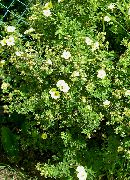 Пятилисточник (Лапчатка кустарниковая, Курильский чай) садовые цветы