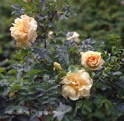 Роза морщинистая (Роза ругоза) садовые цветы