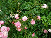 Розы полиантовые  садовые цветы