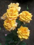 Розы грандифлора садовые цветы