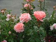     ,   , , ,   ,  Rose grandiflora 