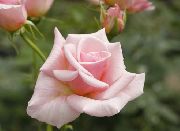 Роза чайно-гибридная садовые цветы