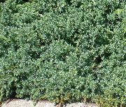     , ,   ,   ,  Juniperus 