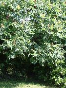 Сумах пушистый, или оленерогий (Уксусное дерево) декоративные растения