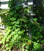 Аристолохия крупнолистная (Кирказон трубчатый) декоративные растения