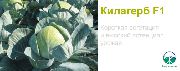 белокачанная капуста Килагерб F1 (Сингента) фото среднеспелая гибрид, выращивание, посадка и уход, купить Килагерб F1 (Сингента) семена
