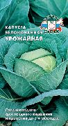 Урожайная сорт белокачанной капусты
