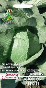 белокачанная капуста Бомонд-Агро F1  фото позднеспелая гибрид, выращивание, посадка и уход, купить Бомонд-Агро F1  семена