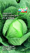 Атрия F1 сорт белокачанной капусты