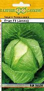 белокачанная капуста Етма F1 фото раннеспелая гибрид, выращивание, посадка и уход, купить Етма F1 семена