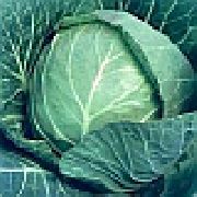 белокачанная капуста Дитмарская ЕГА 409 фото раннеспелая сорт, выращивание, посадка и уход, купить Дитмарская ЕГА 409 семена