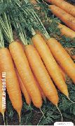 морковь Базель F1 фото поздний гибрид, выращивание, посадка и уход, купить Базель F1 семена