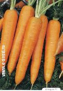 Камаран F1 сорт моркови