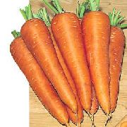 Карсон F1 сорт моркови