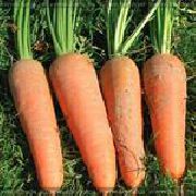 морковь Кордоба F1 фото ранний гибрид, выращивание, посадка и уход, купить Кордоба F1 семена