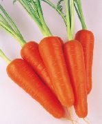 Абако F1 сорт моркови