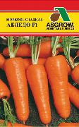 морковь Абликсо F1 (Абледо F1) фото поздний гибрид, выращивание, посадка и уход, купить Абликсо F1 (Абледо F1) семена