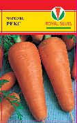 Ройал Рекс сорт моркови