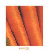 Трофи  сорт моркови