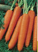 Карлена  сорт моркови