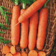 Пралине сорт моркови