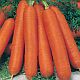 морковь Нелли F1 фото ранний гибрид, выращивание, посадка и уход, купить Нелли F1 семена