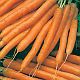 морковь Лидия F1 фото ранний гибрид, выращивание, посадка и уход, купить Лидия F1 семена