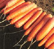 Болеро F1 сорт моркови