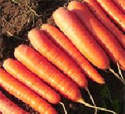 Нанда F1 сорт моркови