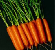 Тито  сорт моркови
