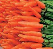 Флам  сорт моркови