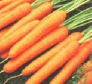 Фэнси  сорт моркови