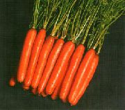 Нантес 2 Тито сорт моркови