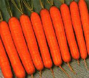Нансен F1 сорт моркови