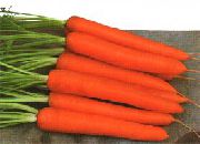 Саманта F1 сорт моркови